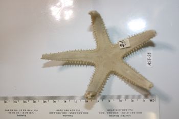 Media type: image;   Invertebrate Zoology AST-21 Description: Preserved specimen.;